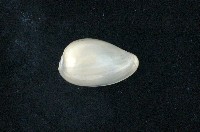 藏品(臺灣穀米螺)的圖片